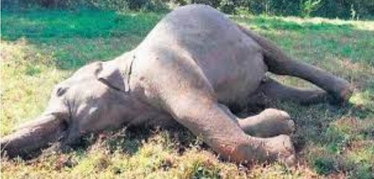  ଚନ୍ଦକାରେ ନନ୍ଦ ହାତୀ ମୃତ