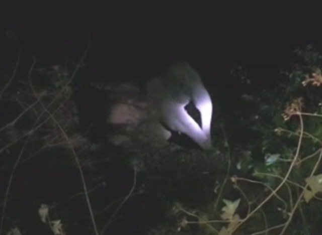 ଧକ୍କା ଦେଲା ମାଲ୍‌ବାହୀ ଟ୍ରେନ୍ : ମାଇ ହାତୀ ସହ ୨ ହାତୀ ଛୁଆ ଗୁରୁତର