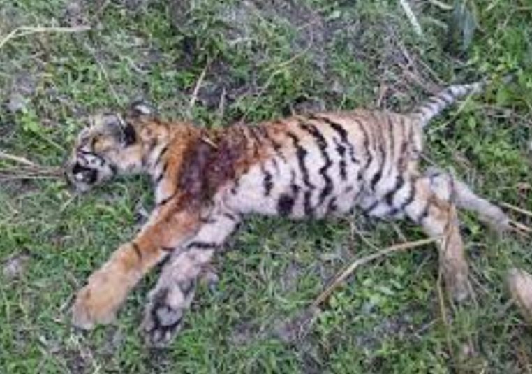 କଲରାପତରିଆ ବାଘର ମୃତଦେହ ଉଦ୍ଧାର