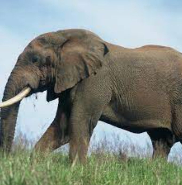 ମହିଳାଙ୍କୁ ଶୁଣ୍ଢରେ ଟେକି କଚାଡ଼ି ଦେଲା ଦନ୍ତା