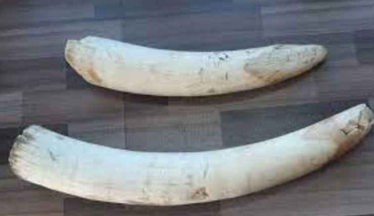 ୨ ହାତୀ ଦାନ୍ତ ଜବତ