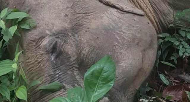 ଚନ୍ଦ୍ରଗିରି ଜଙ୍ଗଲରୁ ଦନ୍ତାର କଙ୍କାଳ ଠାବ ଘଟଣା, ୬ ଗିରଫ