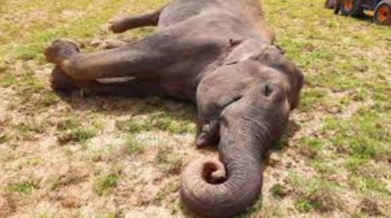 ମାଈହାତୀ ମୃତଦେହ ଠାବ