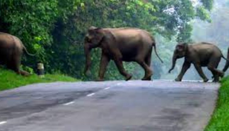 ବିନା ଦ୍ୱିଧାରେ ରାଜପଥ ପାର୍ ହେବେ ହାତୀପଲ, ଘାଇଁ ଘାଇଁ ବାଜିବ ସାଇରନ୍, ଜଳିବ ନାଲିବତୀ