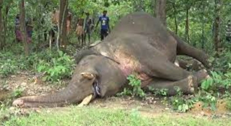 ସାତକୋଶିଆ ଅଭୟାରଣ୍ୟରେ ପୁଣି ହାତୀ ମୃତ୍ୟୁ