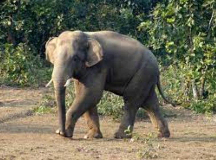 ହାତୀ ଆକ୍ରମଣରେ ୨ ମୃତ