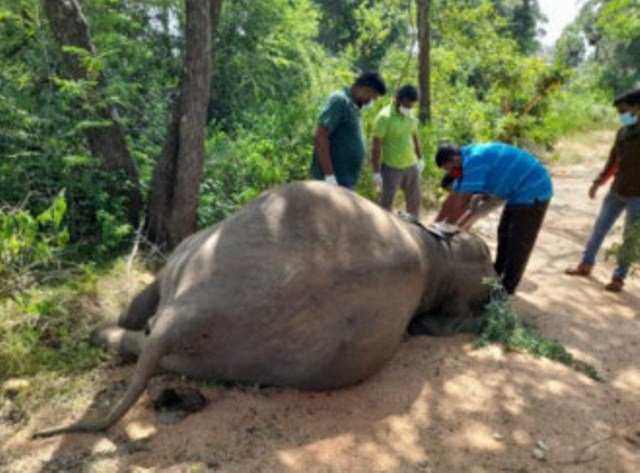 ନୀଳଗିରିରେ ପୁଣି ଏକ ଦନ୍ତାର ମୃତ୍ୟୁ