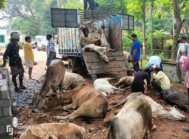 ଗୋଚାଲାଣ କରୁଥିବା ୬ଟି ପିକଅପ ଭ୍ୟାନ ଜବତ, ୪ ଅଟକ