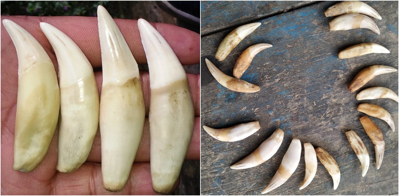 ବାଘ ଦାନ୍ତ ଜବତ