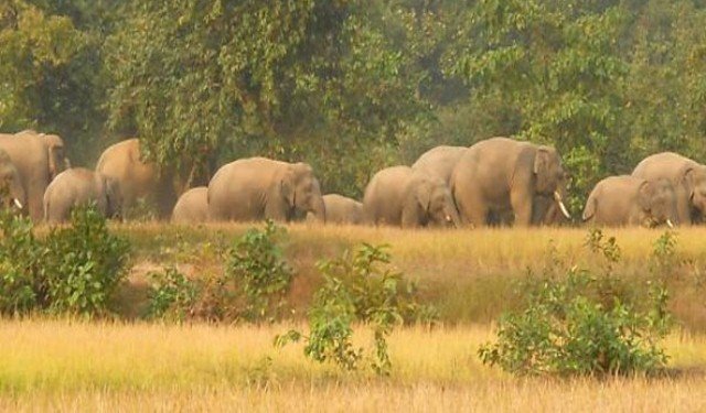 ହାତୀ ଦେଖିବାକୁ ଭିଡ ଜମାଉଛନ୍ତି ଲୋକ, ଘଉଡାଇପାରୁନି ବନବିଭାଗ