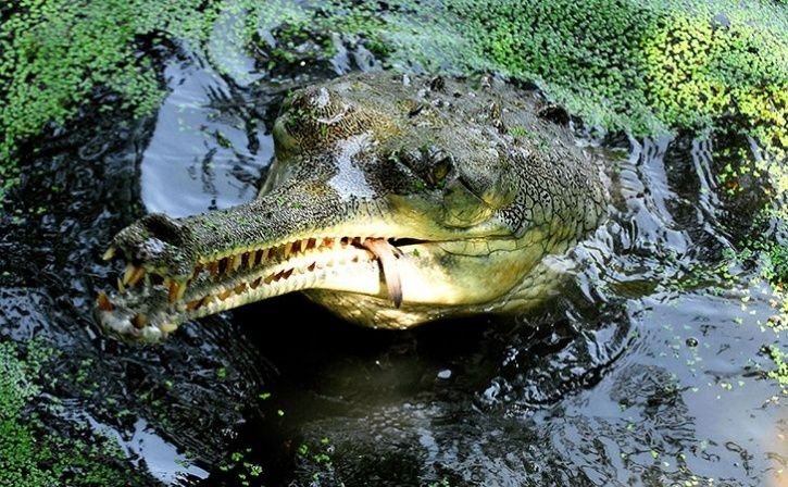 ସରୋବର ଘାଟରୁ ମୃତ ଘଡିଆଳ କୁମ୍ଭୀର ଉଦ୍ଧାର