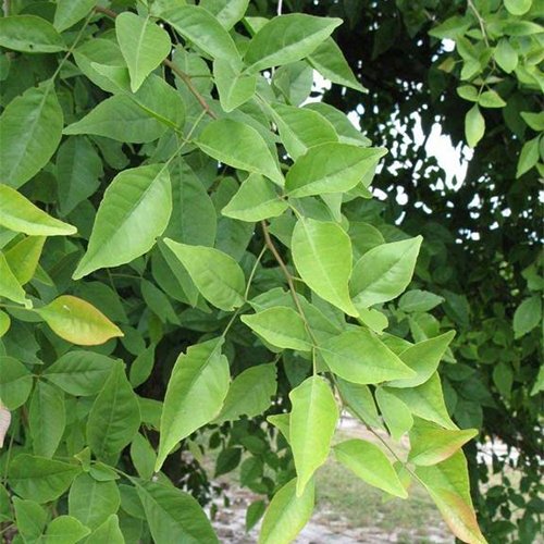 ବେଲପତ୍ରର ଔଷଧୀୟ ଗୁଣ ବିଷୟରେ ଜାଣନ୍ତୁ..