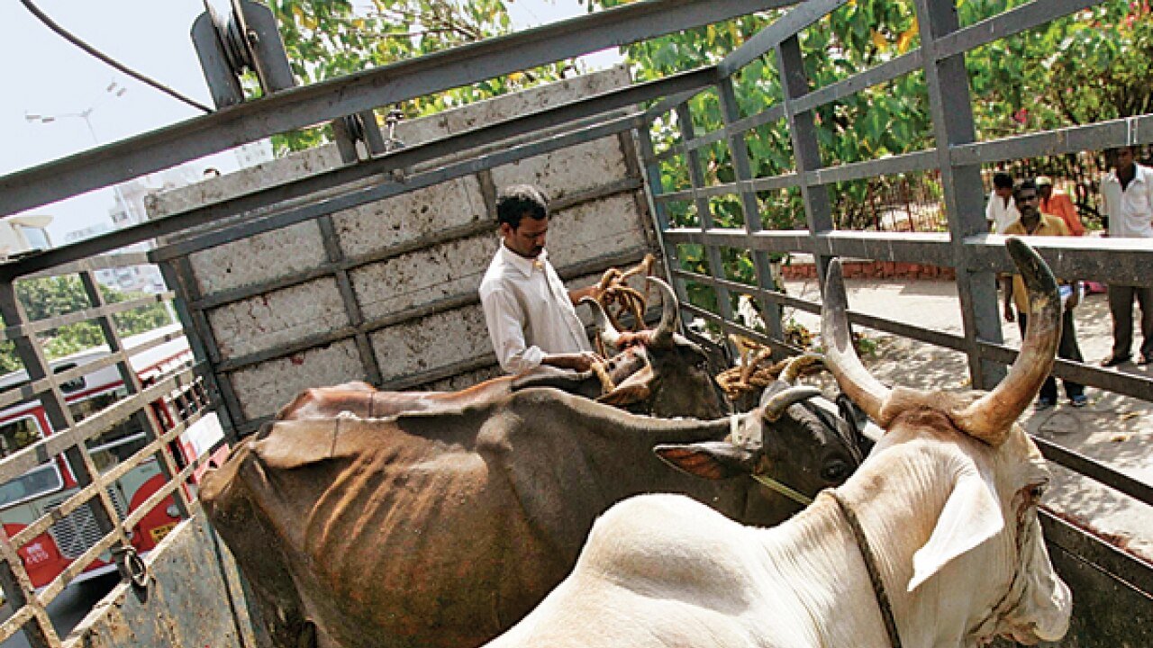 ଗୋରୁ ଚୋରା ଚାଲାଣ ବେଳେ ମାଡ଼ି ବସିଲା ପୁଲିସ, ୮୦୦ରୁ ଅଧିକ ଗୋରୁ ଉଦ୍ଧାର 