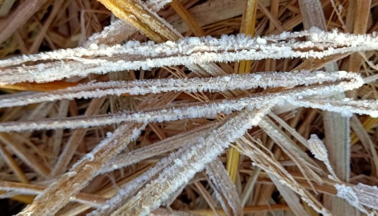 ଦାରିଙ୍ଗବାଡିରେ ତୁଷାରପାତ