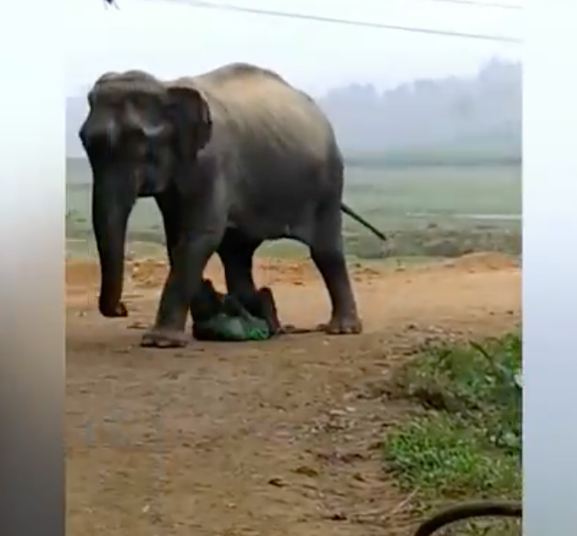 କାନ୍ଥ ଭାଙ୍ଗି ଦେଲା ହାତୀ, ଜଣେ ମୃତ