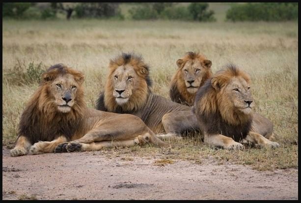 ୪ଟି ଶାବକଙ୍କୁ ଜନ୍ମ ଦେଲା ସିଂହୀ ରେୱା