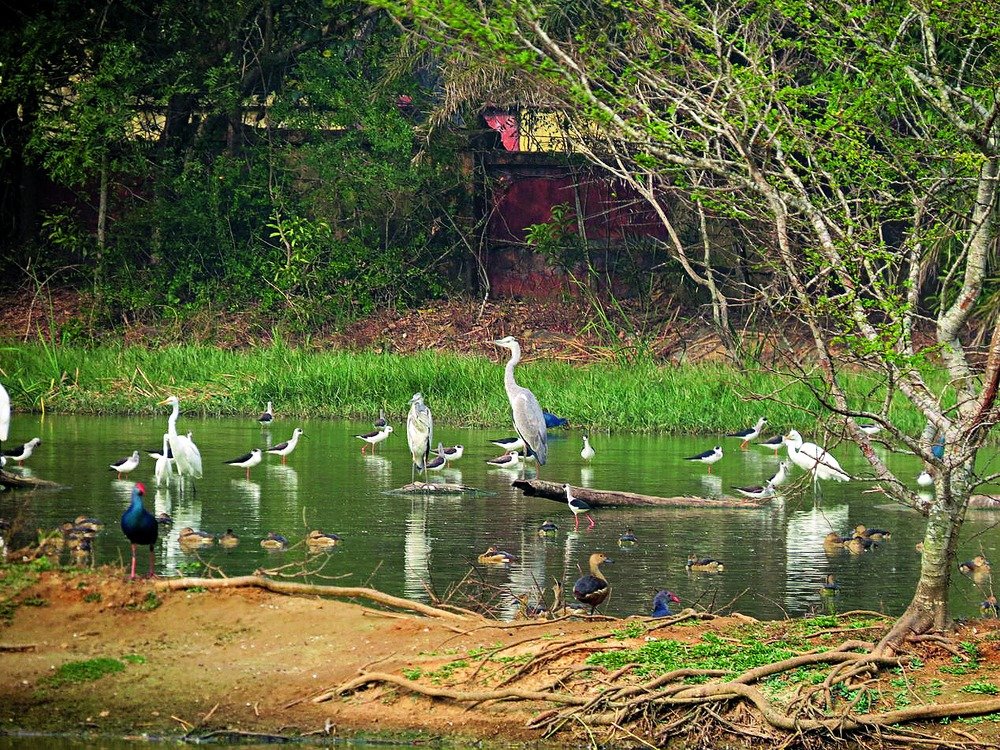  ବାରିପଦା ବନଖଣ୍ଡରେ ଚଳିତବର୍ଷ ପକ୍ଷୀସଂଖ୍ୟା କମ୍ 
