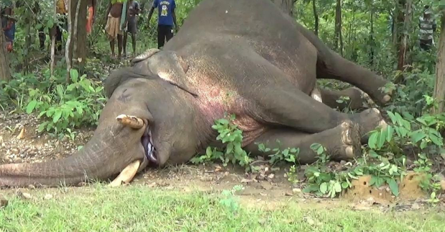 ବର୍ଷେ ଭିତରେ ମଲେଣି ୮ ହାତୀ : ଶୋଇଛନ୍ତି କି ଟ୍ରାକର, ଗଜସାଥୀ?