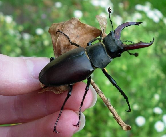 ବିଏମ୍‌ଡବ୍ଲ୍ୟୁ କାର୍ ଠୁ ବି ଦାମିକିଆ ଷ୍ଟାଗ୍ ବିଟଲ କୀଟ