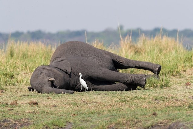 ହାତୀକୁ ମାରି ଶୁଣ୍ଢ କାଟି ନେଇଗଲେ