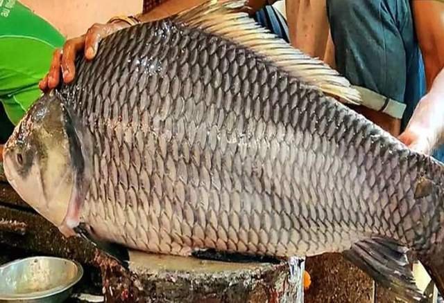 ଜାଲରେ ପଡ଼ିଲା ୧୮ କେଜିର କାଟ୍ଲା ମାଛ