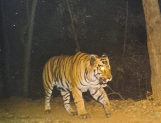 ଓଡ଼ିଶାରେ ବୁଲୁଛି ମହାବଳ : କେନ୍ଦୁଝର, ଡେବ୍ରିଗଡ ଜଙ୍ଗଲରେ କଏଦ ହେଲା ଫଟୋ