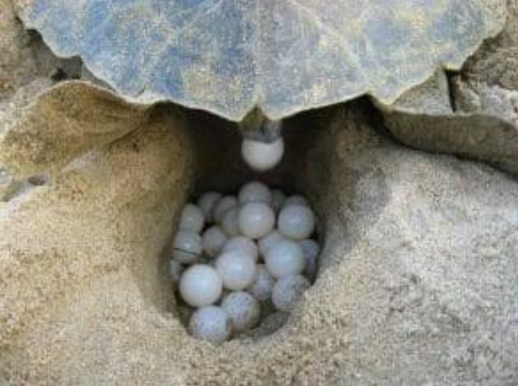 ଗହୀର ମଥାରେ ଅଲିଭ ରିଡ୍‌ଲେଙ୍କ ଅଣ୍ଡାଦାନ