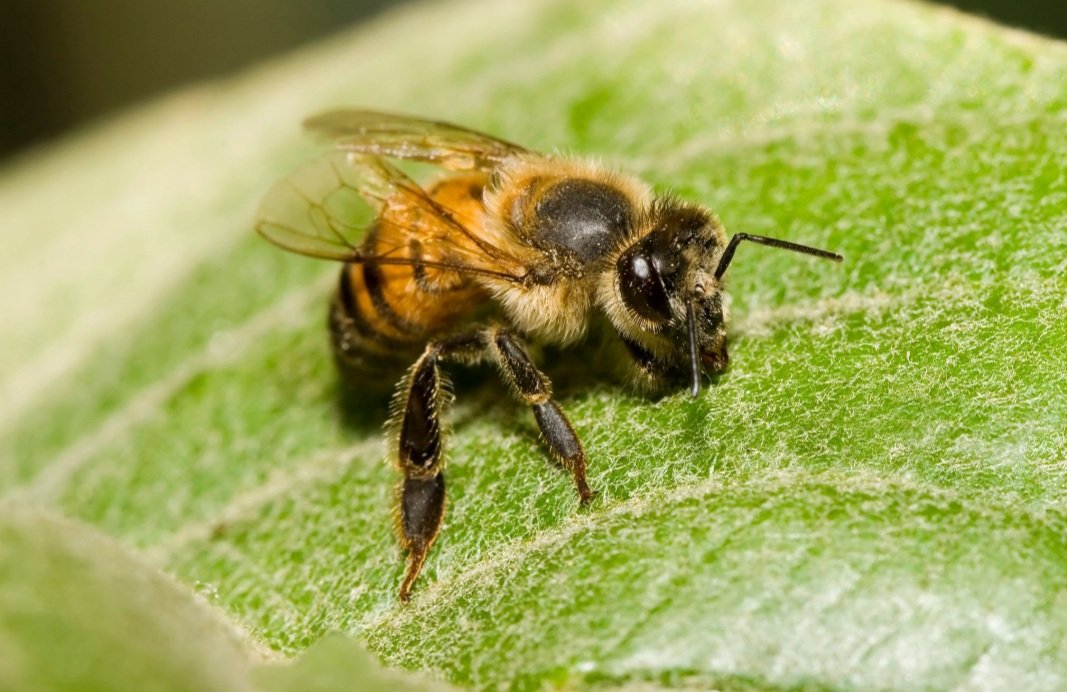 ମାଟ୍ରିକ ପରୀକ୍ଷା ଦେବାକୁ ଆସିଥିଲେ, ବିନ୍ଧିଲା ମହୁମାଛି