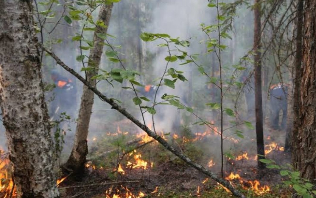 ଗୋଟିଏ ପରେ ଗୋଟିଏ ବନଖଣ୍ଡ ଭିତରକୁ ପ୍ରବେଶ କରୁଛି ନିଆଁ, ସ୍ଥିତି ସମୀକ୍ଷା କଲେ ମୁଖ୍ୟ ଶାସନ ସଚିବ