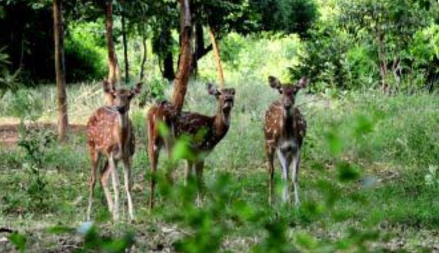 ପୃଥିବୀର ୫୦ଟି ସର୍ବଶ୍ରେଷ୍ଠ ସ୍ଥାନ ତାଲିକାରେ ସ୍ଥାନ ପାଇଛି ମୟୂରଭଞ୍ଜ