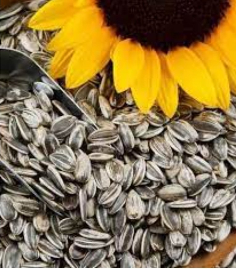 ଅନେକ ରୋଗ ଦୂରକରେ ସୂର୍ଯ୍ୟମୁଖୀ ମଞ୍ଜି