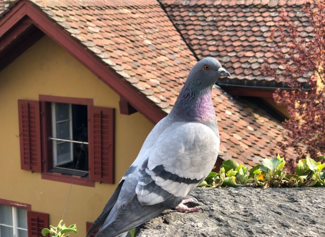 ବାସୁଦେବପୁରରୁ ସନ୍ଦିଗ୍ଧ ପାରା ଉଦ୍ଧାର