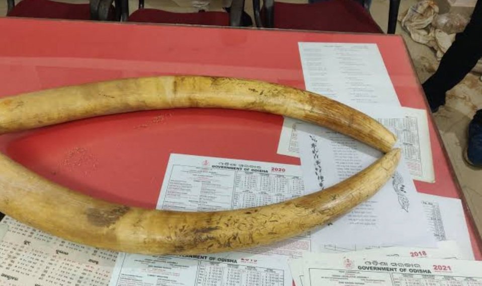 ୪ ହାତୀ ଦାନ୍ତ ଜବତ : ଜଣେ ଗିରଫ