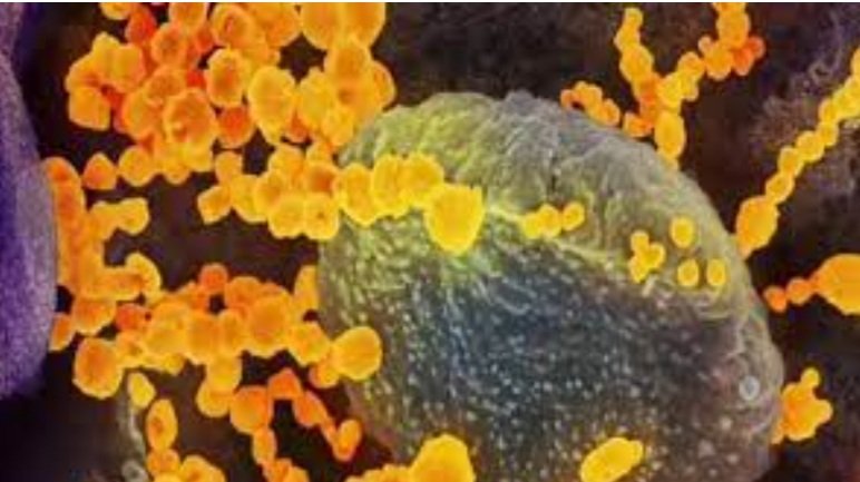 ୟେଲୋ ଫଙ୍ଗସ ରୋଗୀ ଚିହ୍ନଟ