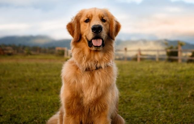 କୁକୁର ରଖିଲେ ପଞ୍ଜୀକରଣ ବାଧ୍ୟତାମୂଳକ