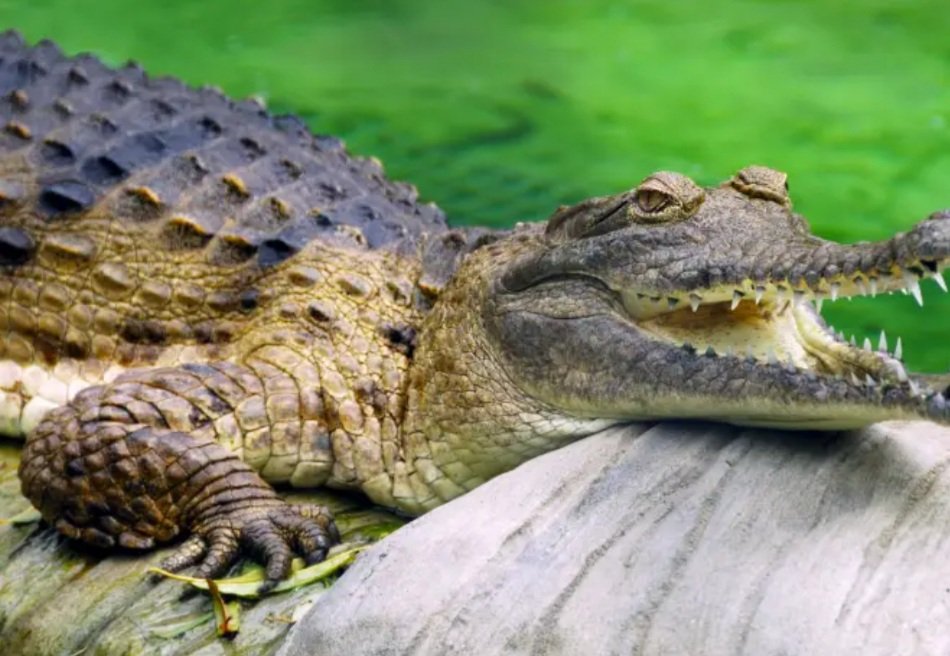 ଆଜିଠୁ ଭିତରକନିକା ବନ୍ଦ