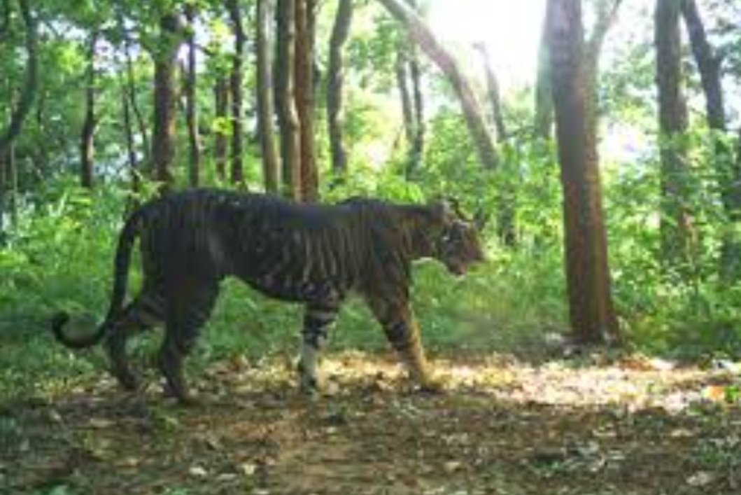 ବିରଳ କଳା ମହାବଳ ବାଘ ମୃତ