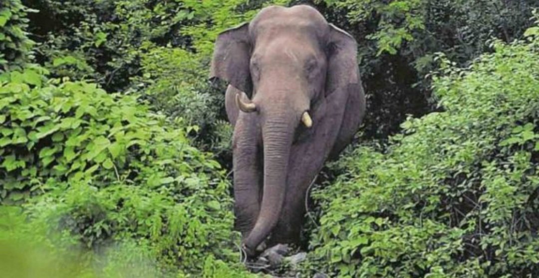  ଆକ୍ରମଣ କଲା ହାତୀ, ମହିଳା ମୃତ