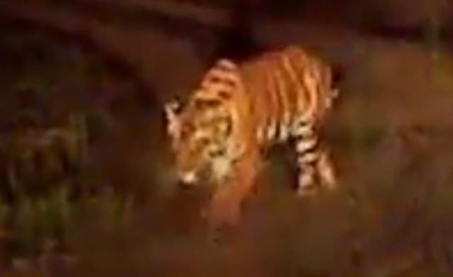 ଛୁଆକୁ ଧରି ବୁଲୁଛି ମହାବଳ, କ୍ୟାମେରାରେ ଧରାପଡ଼ିଲା ଗତିବିଧି