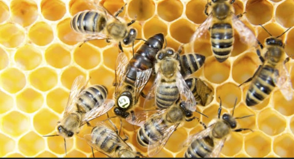 ମହୁମାଛି ଆକ୍ରମଣରେ ସରପଞ୍ଚ ମୃତ