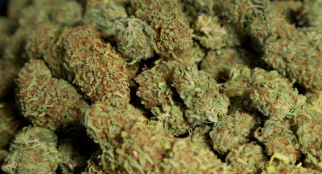  ଜବତ ହେଲା ୫୧୬ କିଲୋଗ୍ରାମ୍ ଗଞ୍ଜେଇ