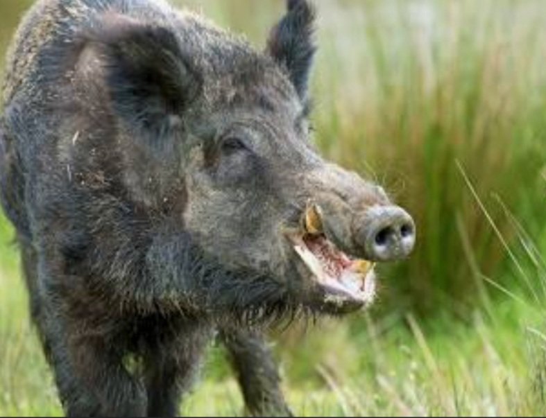 ବାରହା ଆକ୍ରମଣରେ ୩ ଆହତ