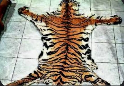 ବାଘ ଛାଲ ଜବତ, ୩ ଗିରଫ