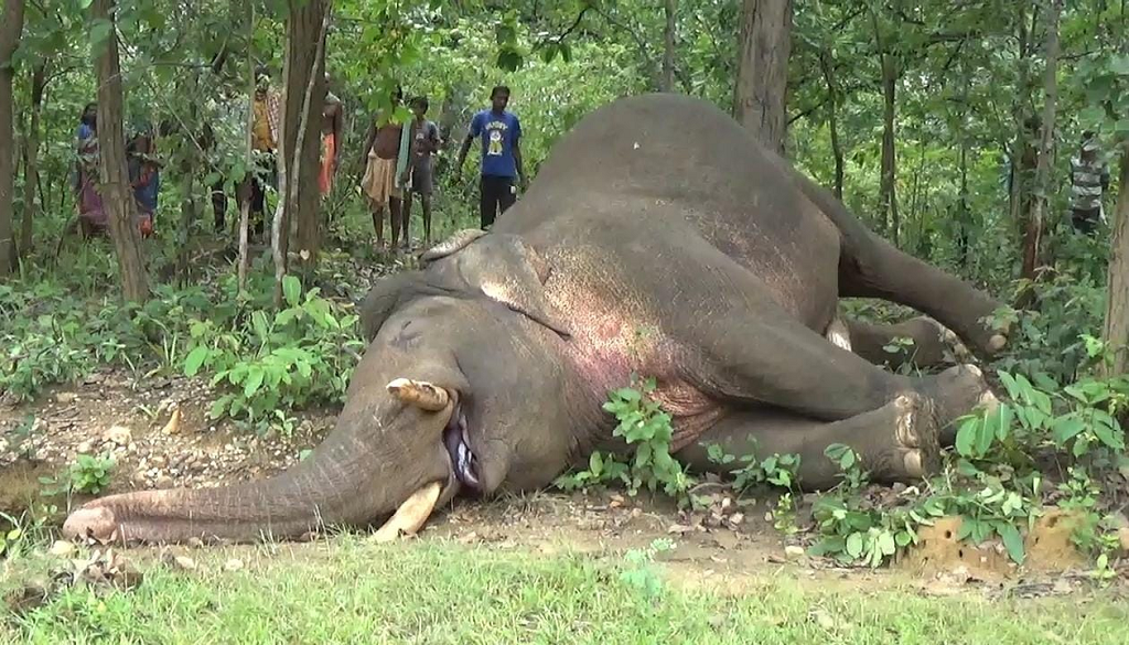 ଦନ୍ତାହାତୀର ଗଳିତ ମୃତଦେହ ଠାବ