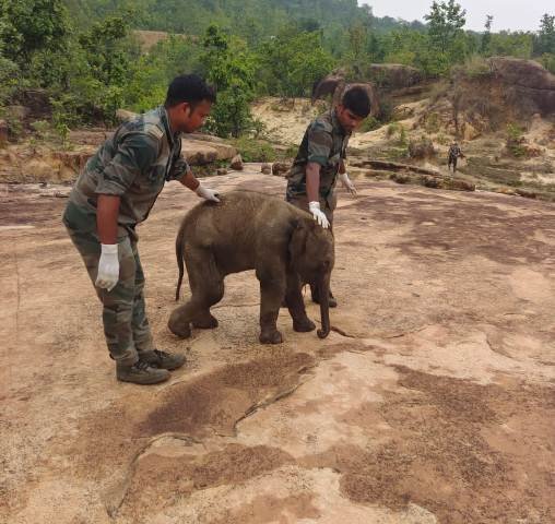 ମଣିଷ ଛୁଇଁଲା ବୋଲି ଛାଡ଼ିଦେଲେ...ମା’କୁ ଖୋଜୁଛି ୨ ମାସର ଶାବକ
