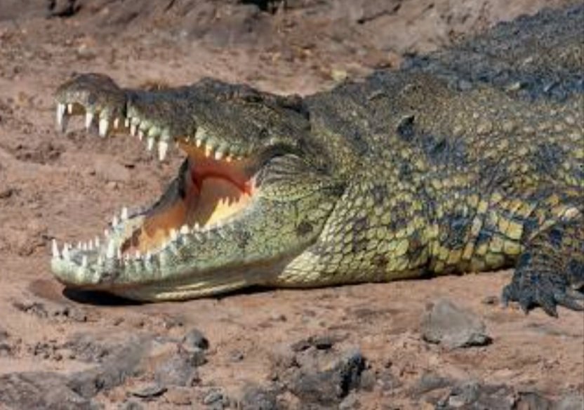 ଶୌଚ ହେବାକୁ ଯାଇଥିଲେ, ବୃଦ୍ଧଙ୍କୁ ଟାଣିନେଲା କୁମ୍ଭୀର