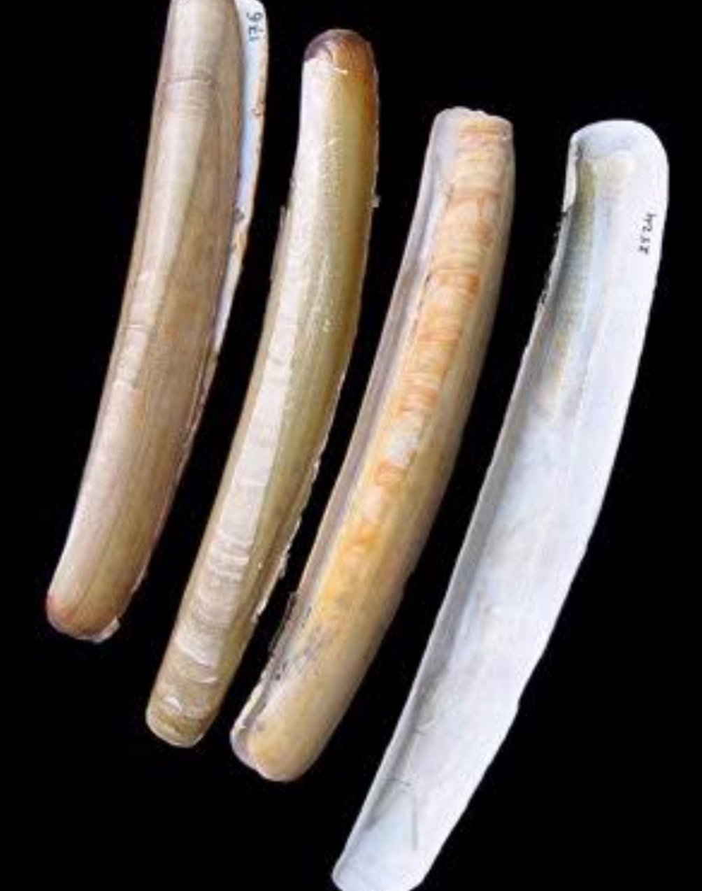 ବନବିଭାଗର ଚଡାଉ:୪ ହାତୀଦାନ୍ତ ଜବତ, ୫ ଗିରଫ