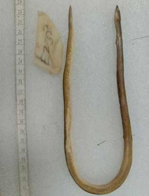 ନୂତନ ପ୍ରଜାତିର ମାଛ ଚିହ୍ନଟ : ନାଁ ରଖାଗଲା 'ସିରିମୁରେନା ଓଡିଶାସିନ୍ସ'