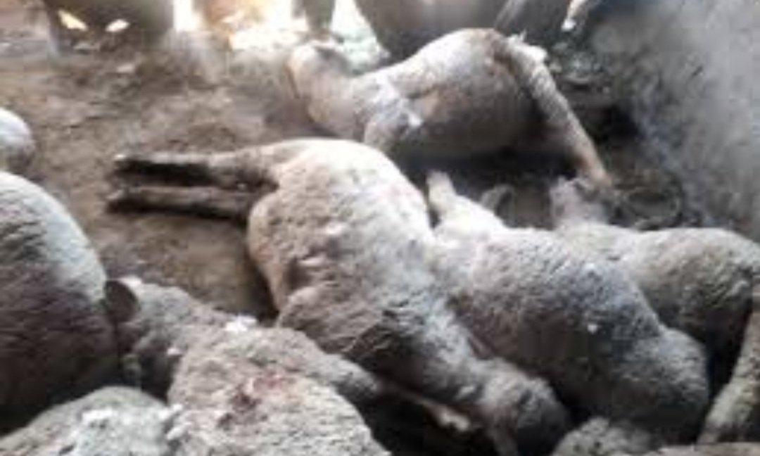 ଗାଁରେ ଆତଙ୍କ: ୪ଠ ମେଣ୍ଢାଙ୍କୁ ଗୁହାଳରେ ପଶି ମାରିଲା ଅଜଣା ଜନ୍ତୁ 