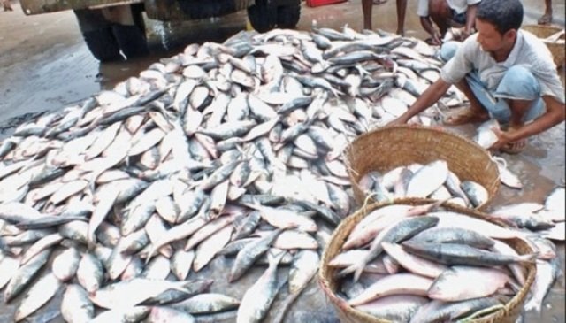 ଆସ..ଆସ...କିଏ ନେବ ଇଲିଶି